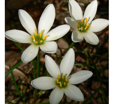 Зефірантес білий, білосніжний (Zephyranthes candida) 